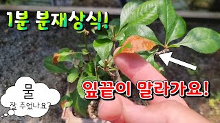 [1분 분재상식] 잎 끝이 말랐어요.... - 새싹분재원TV Sprout Bonsai TV