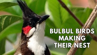 Bulbul Birds Nesting: Watch Their Amazing Nest Building