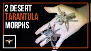 Looking for 2 Desert Tarantula Morphs At Night