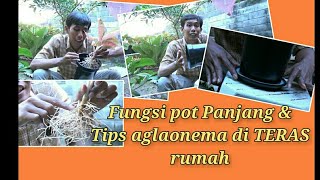 23.Trik menaruh aglaonema di TERAS, dan fungsi pot panjang