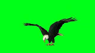 Eagle attack green screen video || Free copyright video || cartoon video 🦅🦅