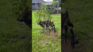 My so called loyal Pup #farming #shepherd #germanshepherd #shorts