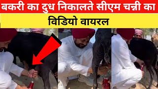 बकरी का दुध निकालते CM Charanjit Channi का Viral Video - Video of CM Channi extracting goat's milk