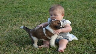 Adorable Saint Bernard With Babies