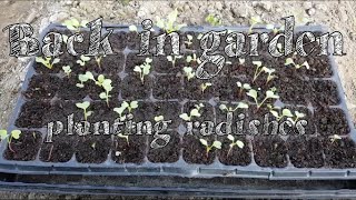 Planting radishes