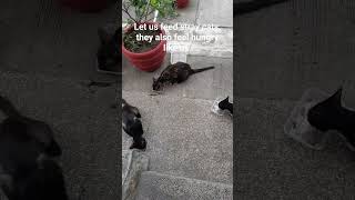 Let us feed the stray cats, they also feel hungry and has feelings too. #straycats, straycatfeeding