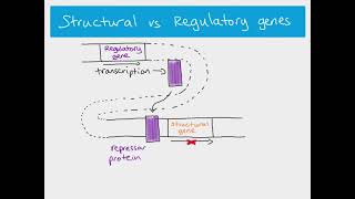 A2 Biology - Gene control in prokaryotes