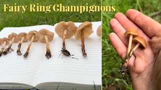 Wild Mushroom Identification- Fairy Ring Champignons (Marasmius oreades)