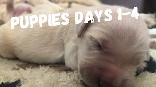 PUPPIES 2021 - PART 3 - 1-4 DAYS OLD