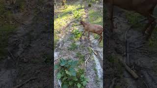 Goats Clear my Garden of weeds without touching my Squash and veggies. Organic Vegetable Garden