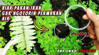 Tempat memberi pakan ikanakan ikan /Floating Ring