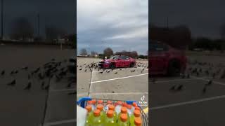 Look at these birds🐦 🐦 #cartok #tiktok #foryou #funny #mustang #sportscar