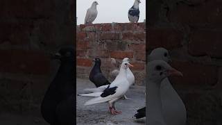 Aaj Kala Kabutar Pakda Jiska bhi ho le jao 🤗 #shorts #short #pigeon #kabootar #kabutar #birds #viral