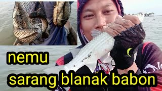 mancing blanak babon ditambak bedah pantai ngebum kaliwungu kendal