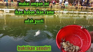 Racikan umpan ikan mas yang satu ini ada hasilnya trus