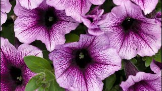 The Petunias are Finally Safe