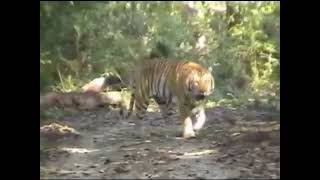 Big male tiger from terai(chitwan)....