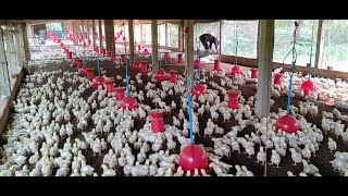 13 days chicks boding change || niranjan poultry farm || broiler farm || poultry farm || murgi farm