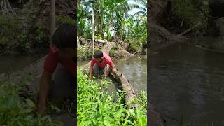 Sibu ikan disungai ada sarang ikan banyak