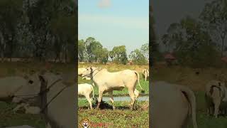 Monkey video  Prank COW VS Tiger #funny #monkey #monkeyvideo #animals #funnyanimal #monkeyshow