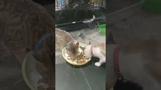 makan enak bareng bareng kucing,#shorts