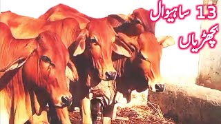 Sahiwal Hiefers In Punjab Pakistan Near Luddan Cow Mandi || Global Village Farming