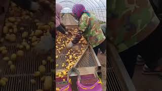 How to harvest potatoes #shorts #potatoes #agriculture