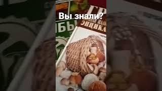 #возле мухоморов растут белые грибы