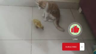 cat attack the duck