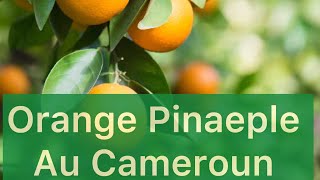 Le Cameroun a désormais les oranges Pinaeples : j’ai pris en Afrique de l’Ouest