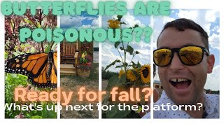 Butterflies Sunflowers & Hayrides “OH MY”