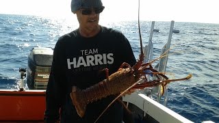 Fishing Perth WA Baldchin Groper and Jumbo Western Rock Lobster