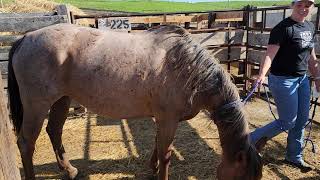 Hinsdale, MT 7 yr old ranch horse at LLA 5/30/23