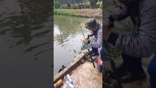 Serunya Mancing gurame #pemancingangeri #mancinggurame #pemancingangurame #mancingmania #fyp