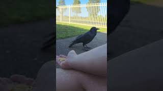 Hand feeding a wild Australian Raven called Sheryl Crow