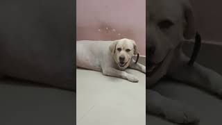 mummy kya kar rahi hai🤔🤔#doglover #lebradog #trending #youtubeshort