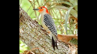 RED-BELLIED WOODPECKER