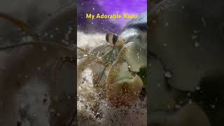 Why Is This Hermit Crab is Obsessed with Its Own Reflection.