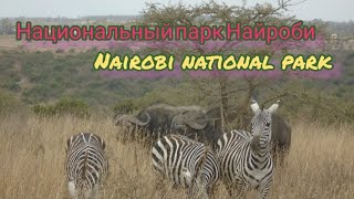 Сафари в национальном парке Найроби, Кения / Safari in Nairobi National Park, Kenya