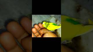 #cutebaby  #myyoutubeshorts #trendingshorts #budgiebaby #birds