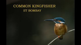 Common Kingfisher || IIT Bombay || 120 FPS Super slow motion NIKON Z9