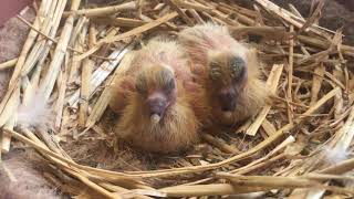 Day old chicks and frost, Racing Pigeons