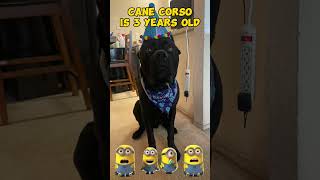 Cane Corso is 3 years old