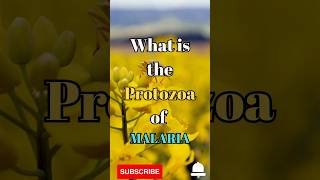 What is the Protozoa of Malaria #shorts #facts #biology