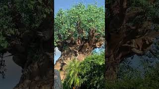 A FREE Hidden gem a Disney's Animal Kingdom