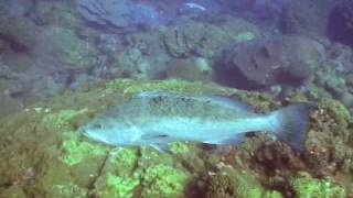 Yellowmouth_Grouper-West_Bank_2-2006.09.15-2048KBs.mp4