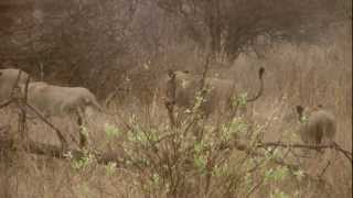 The S100 Mega Pride - More than 20 Lions feasting on an Impala Ram