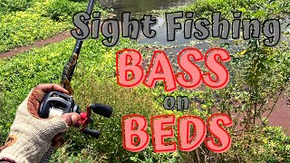 Sight FISHING Spawning BASS on BEDS - I NEED THIS BASS!!!