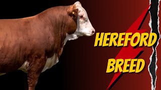 Hereford Cattle: Everything You Need to Know About This Iconic Breed