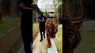 Walking with a Tiger in Thailand😎